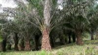 IMG-20251219-WA0583