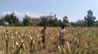IMG-20260721-WA0167